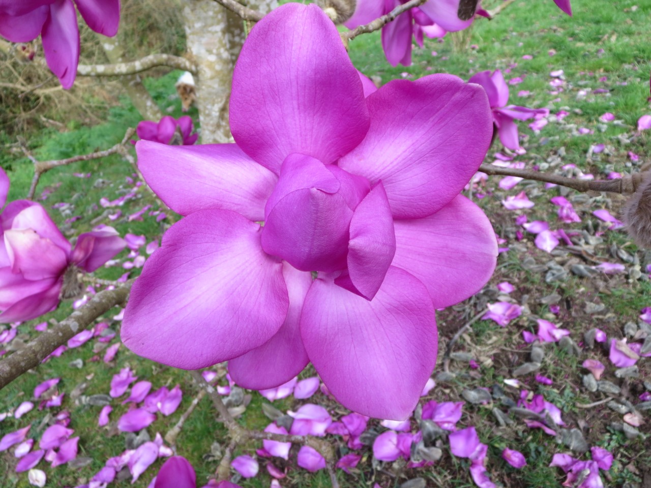 Magnolia campbellii sub species mollicomata Lanarth